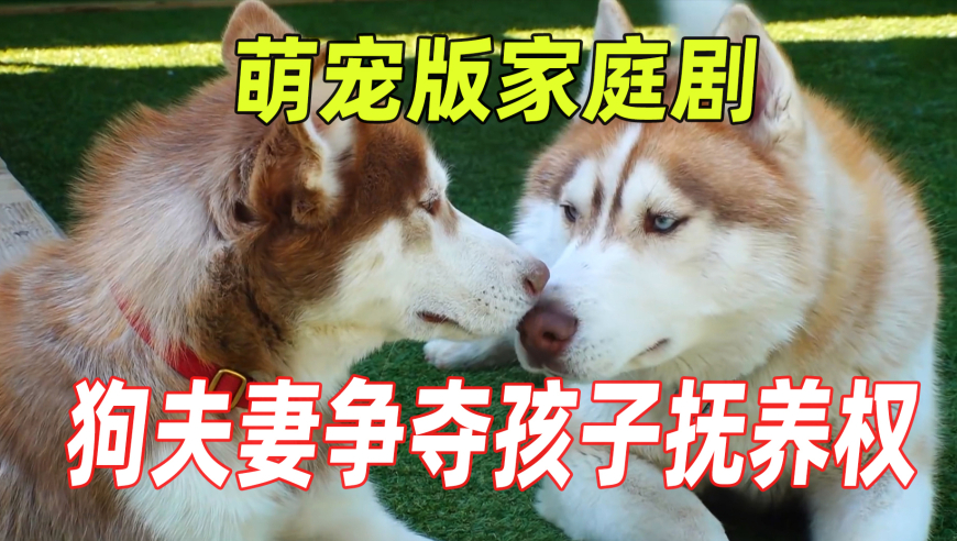 吊篮在空中崩断 工人敲开窗紧急避险,王中王管家婆开奖结果期期准规矩,国产化作答解释落实_工具版V7.86